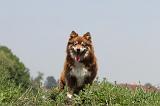 CHIEN FINNOIS DE LAPONIE 173